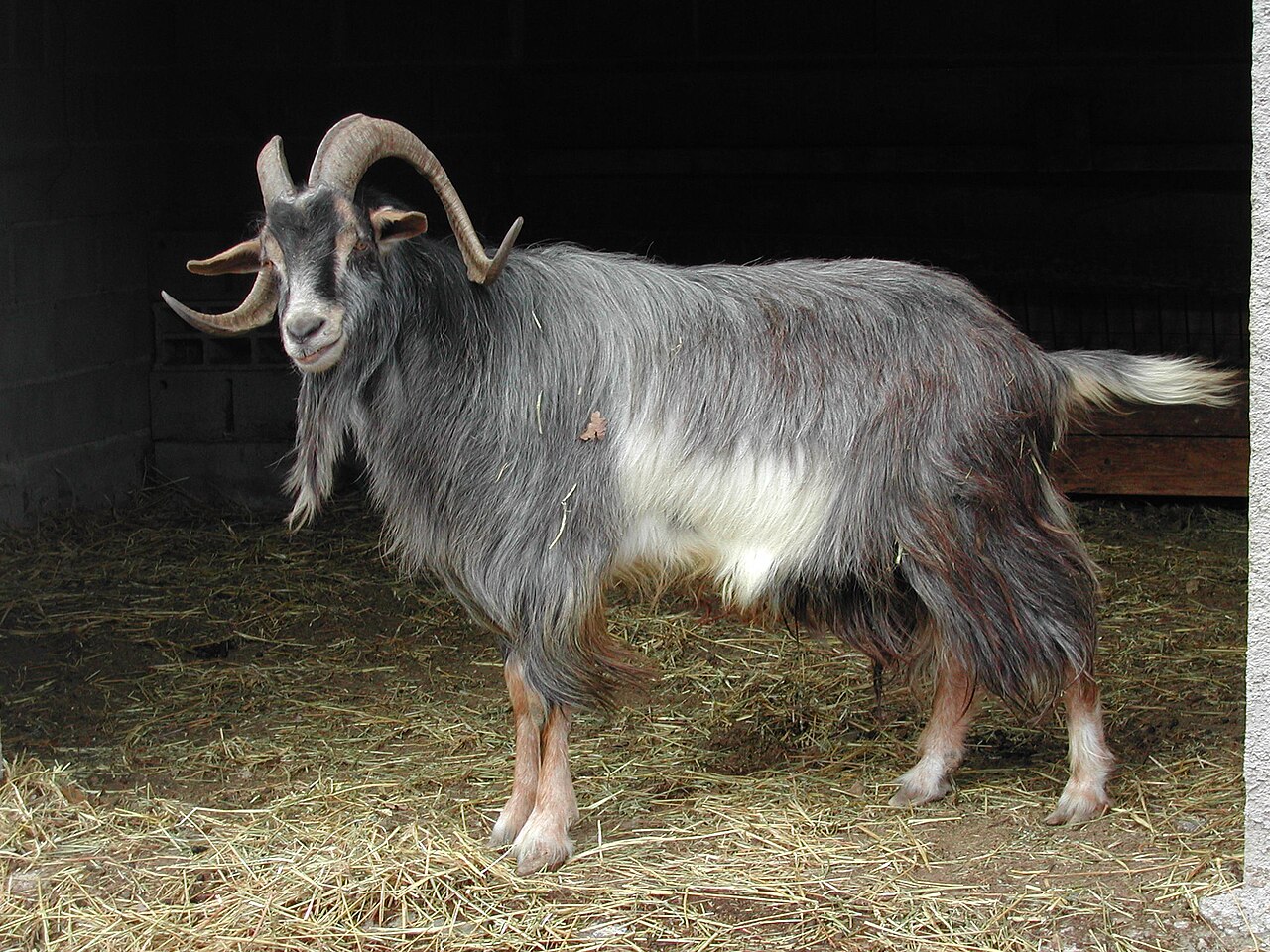 Provençale goat
