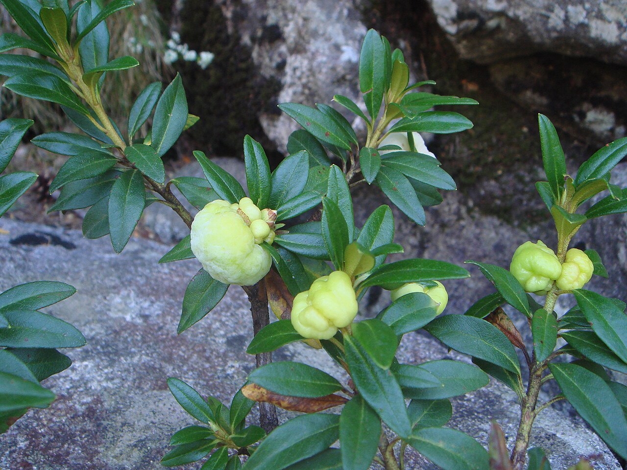 Exobasidium rhododendri