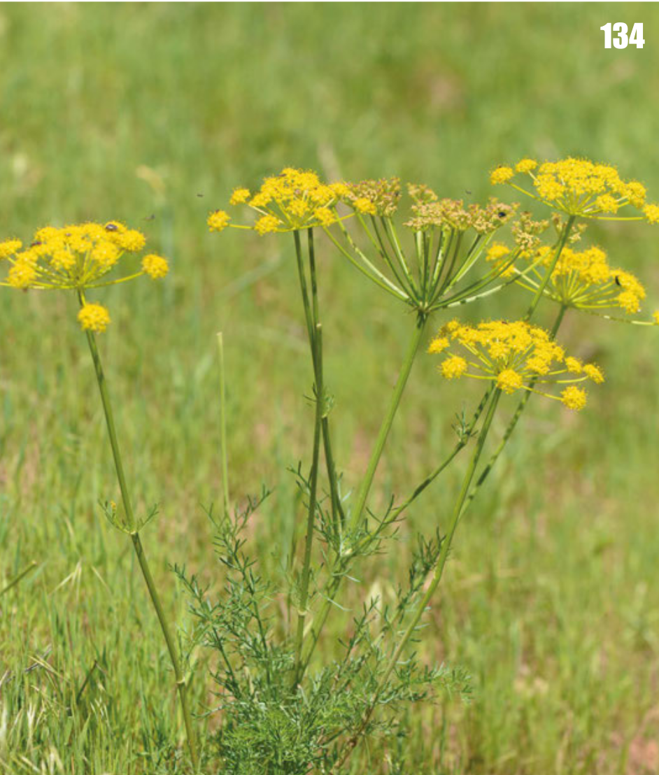 Prangos bucharica