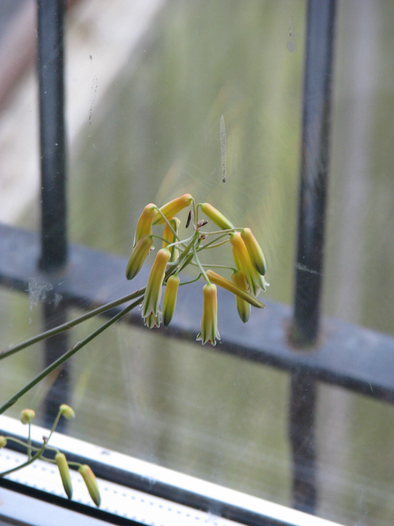 Aloe bakeri