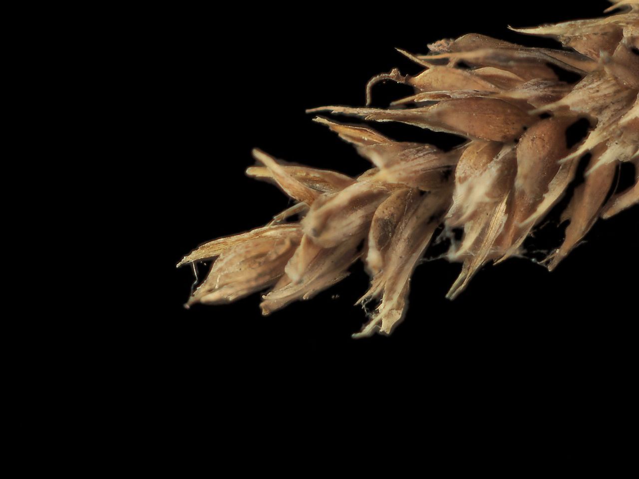 Carex spissa