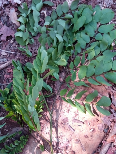 Delonix brachycarpa