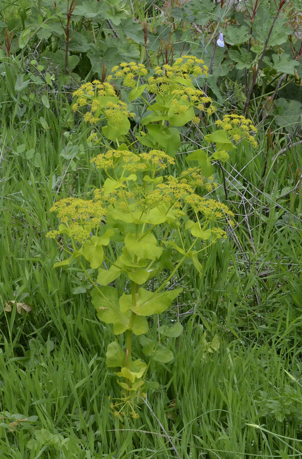Smyrnium connatum
