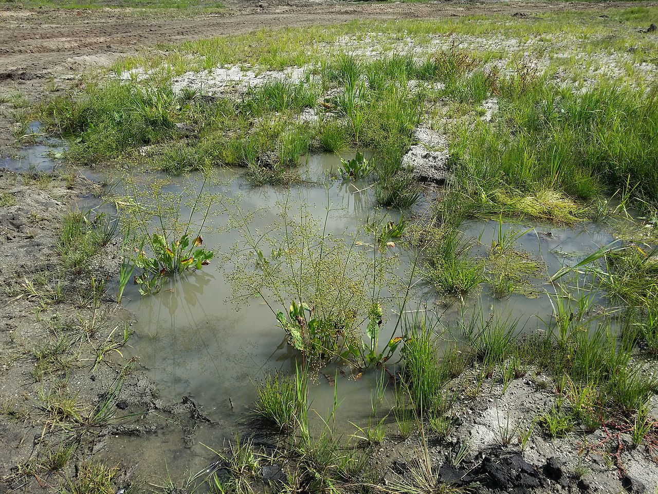 Alisma plantago-aquatica