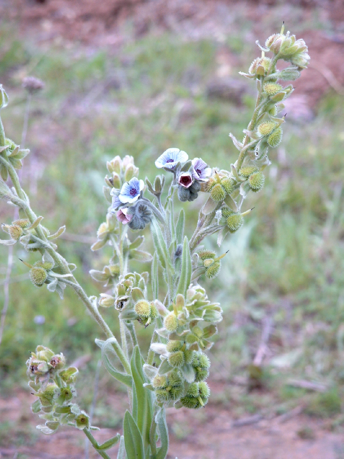 Cynoglossum creticum