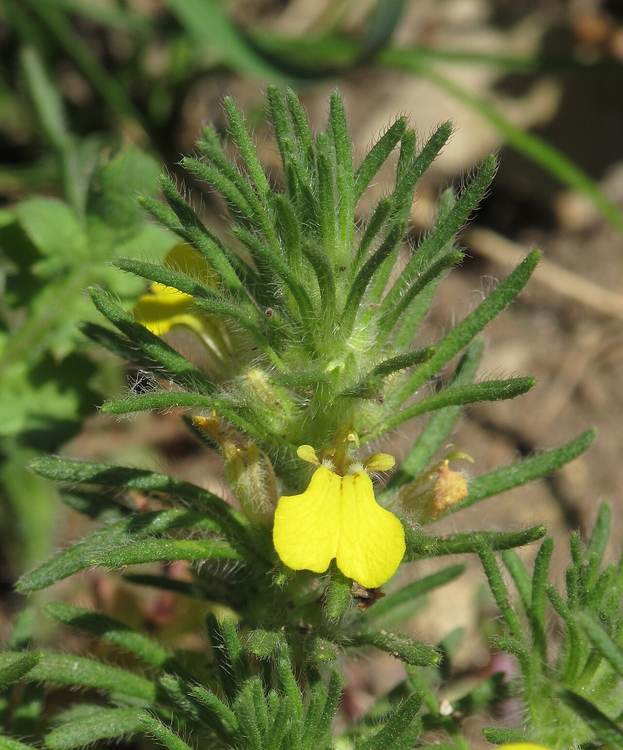 Ajuga chamaepitys