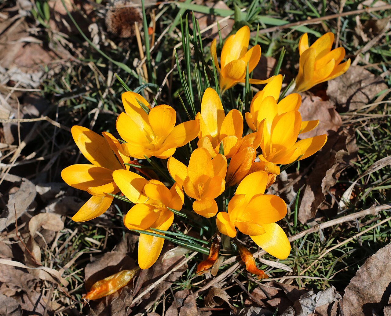 Crocus flavus