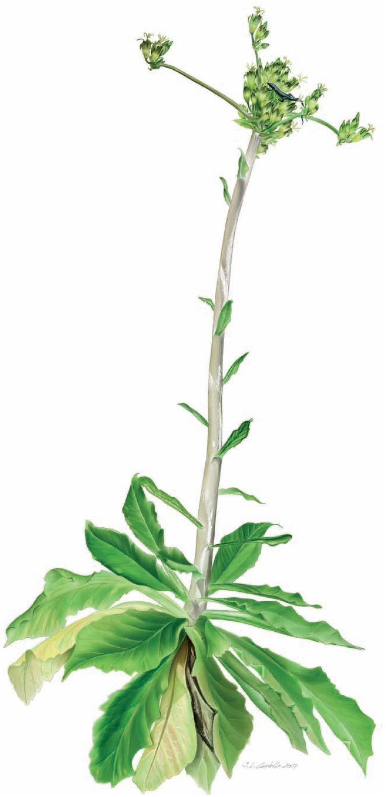 Musschia isambertoi
