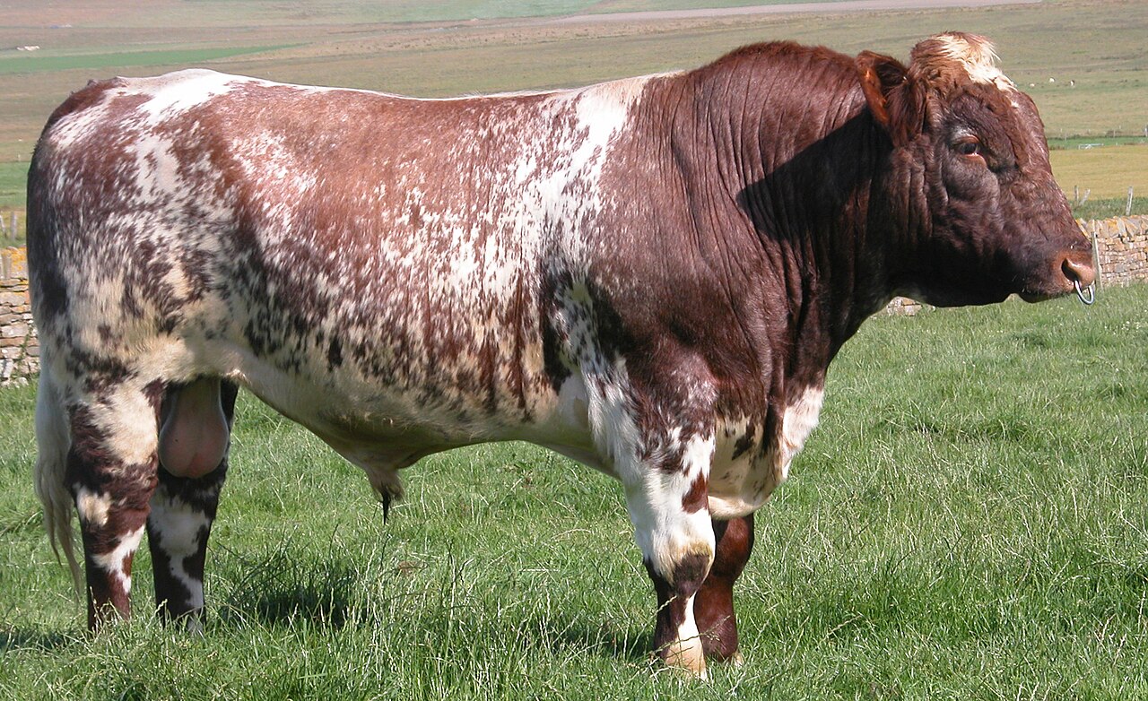 Beef Shorthorn