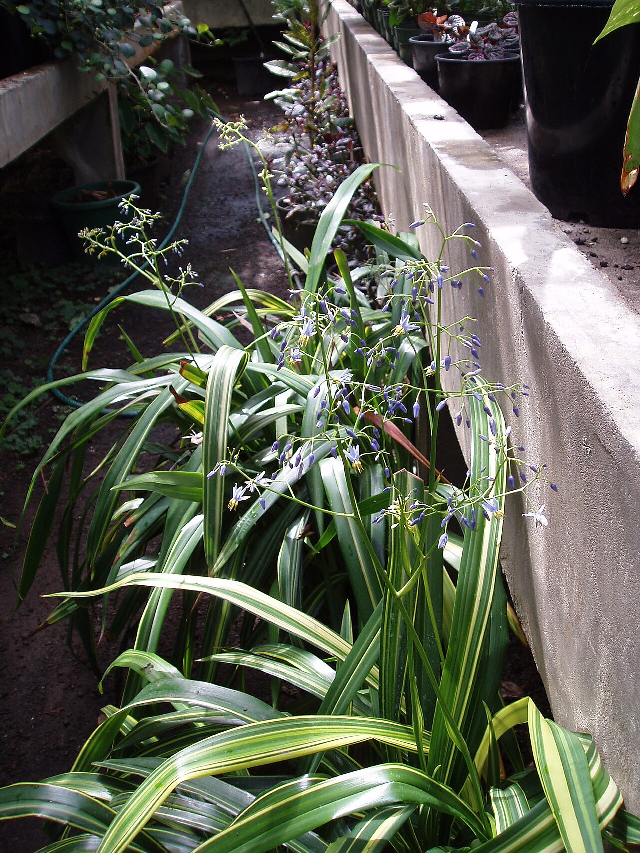 Dianella nigra