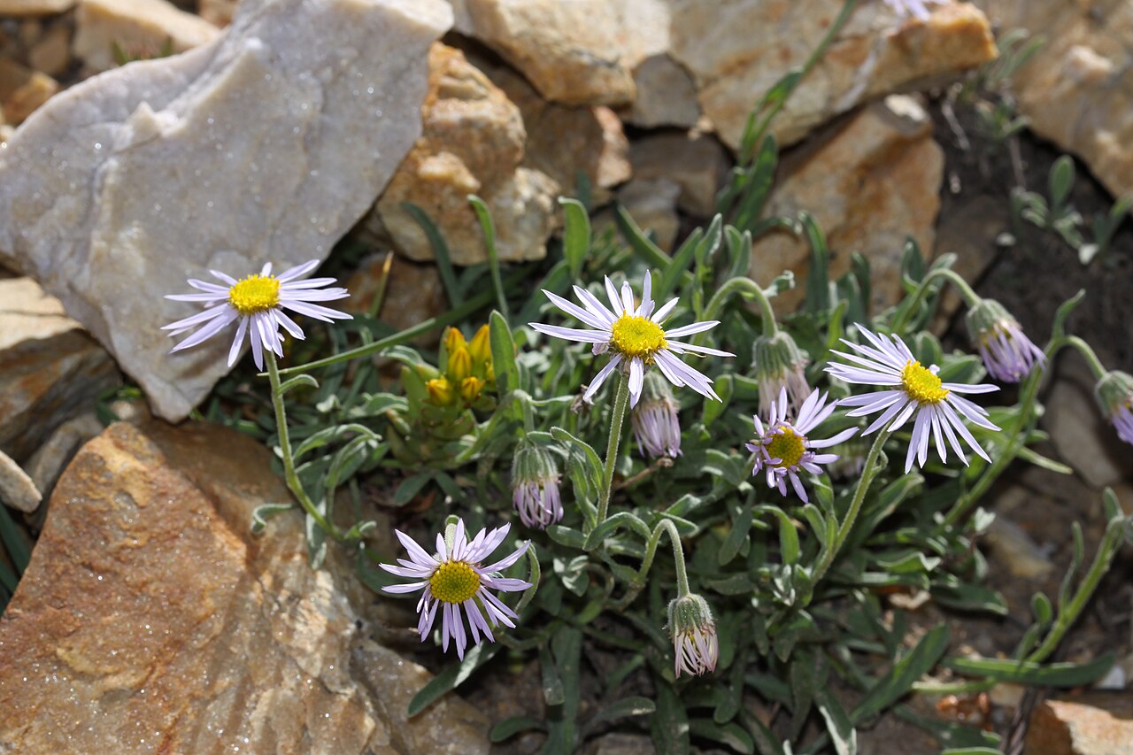 Erigeron tener