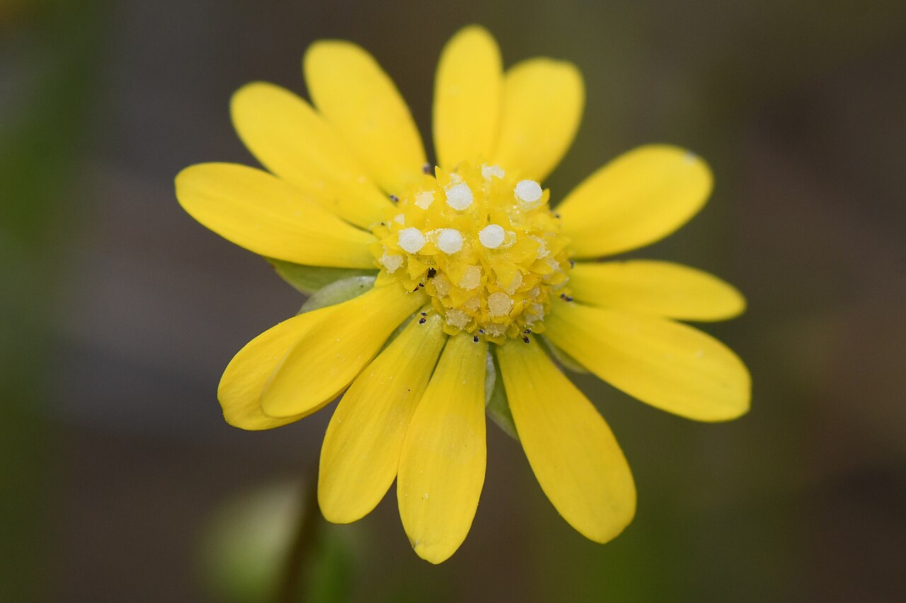 Blennosperma bakeri