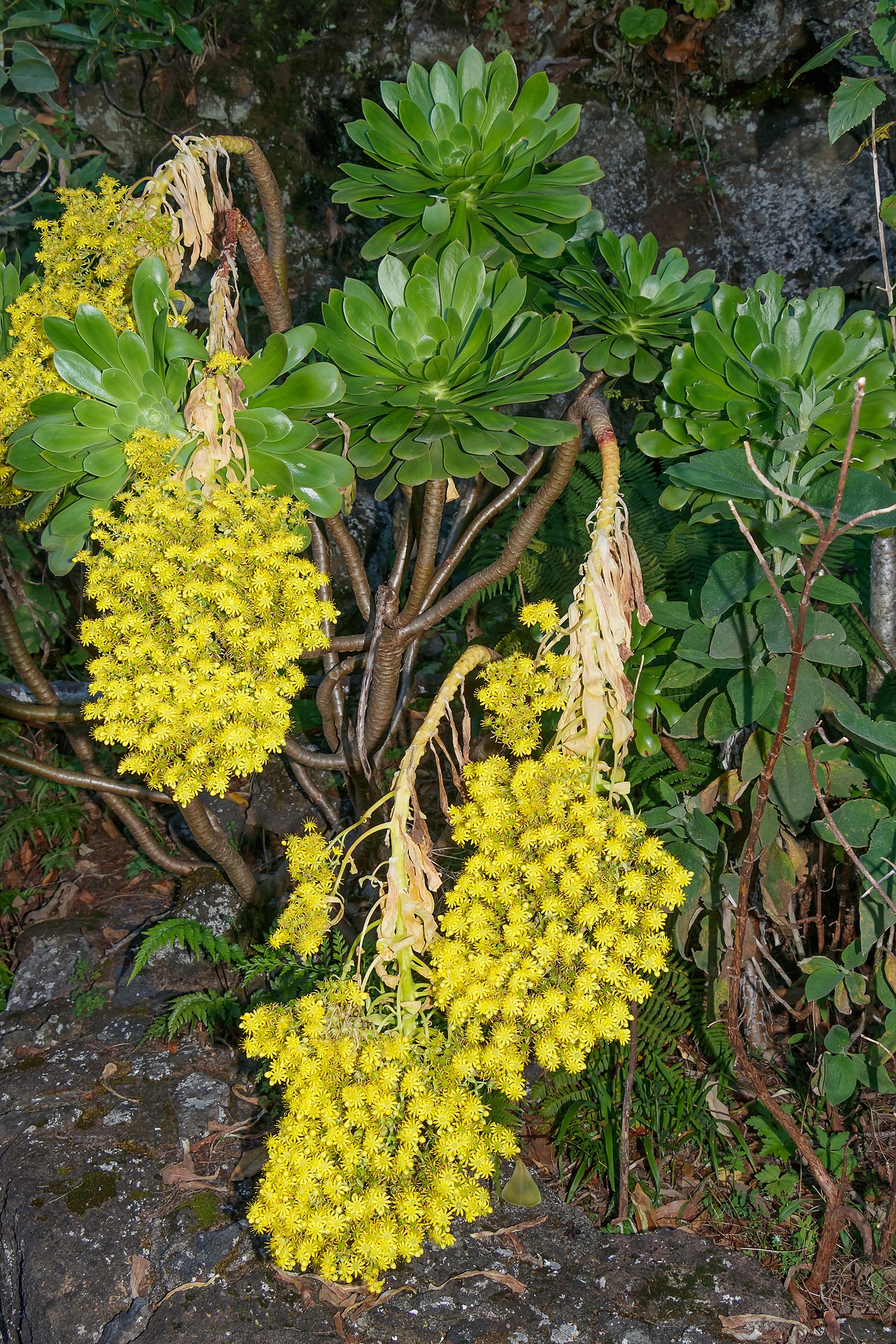 Aeonium holochrysum