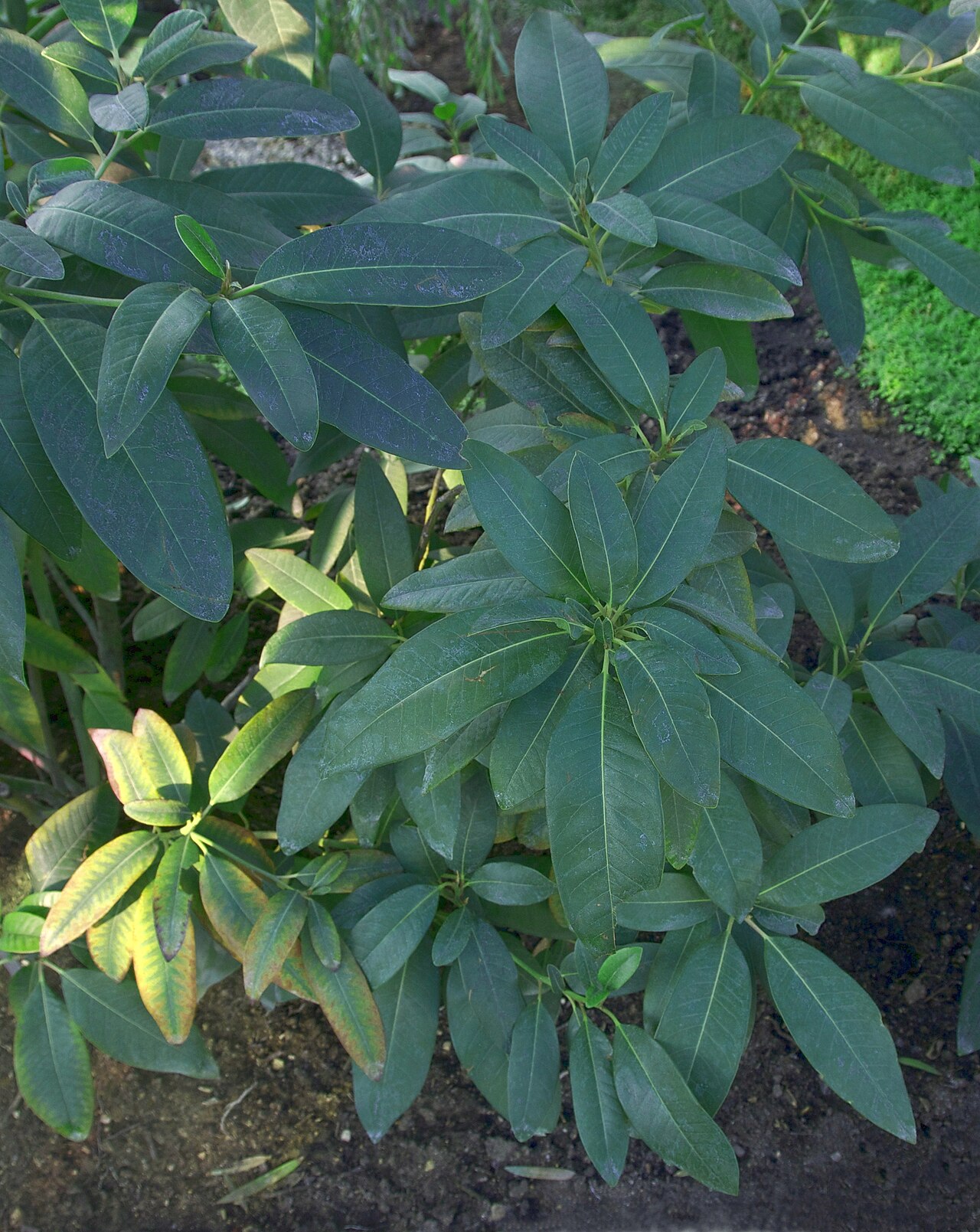Persea indica