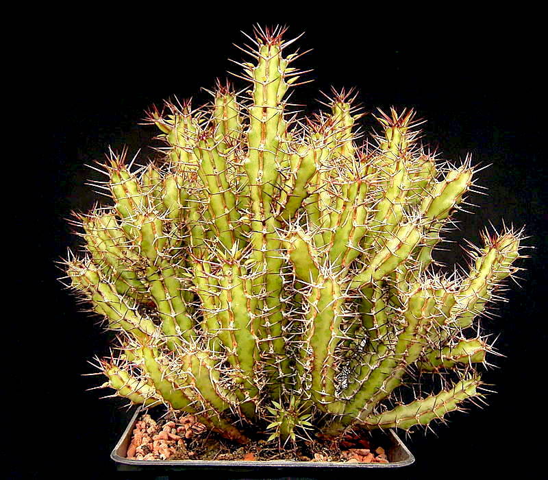 Euphorbia griseola