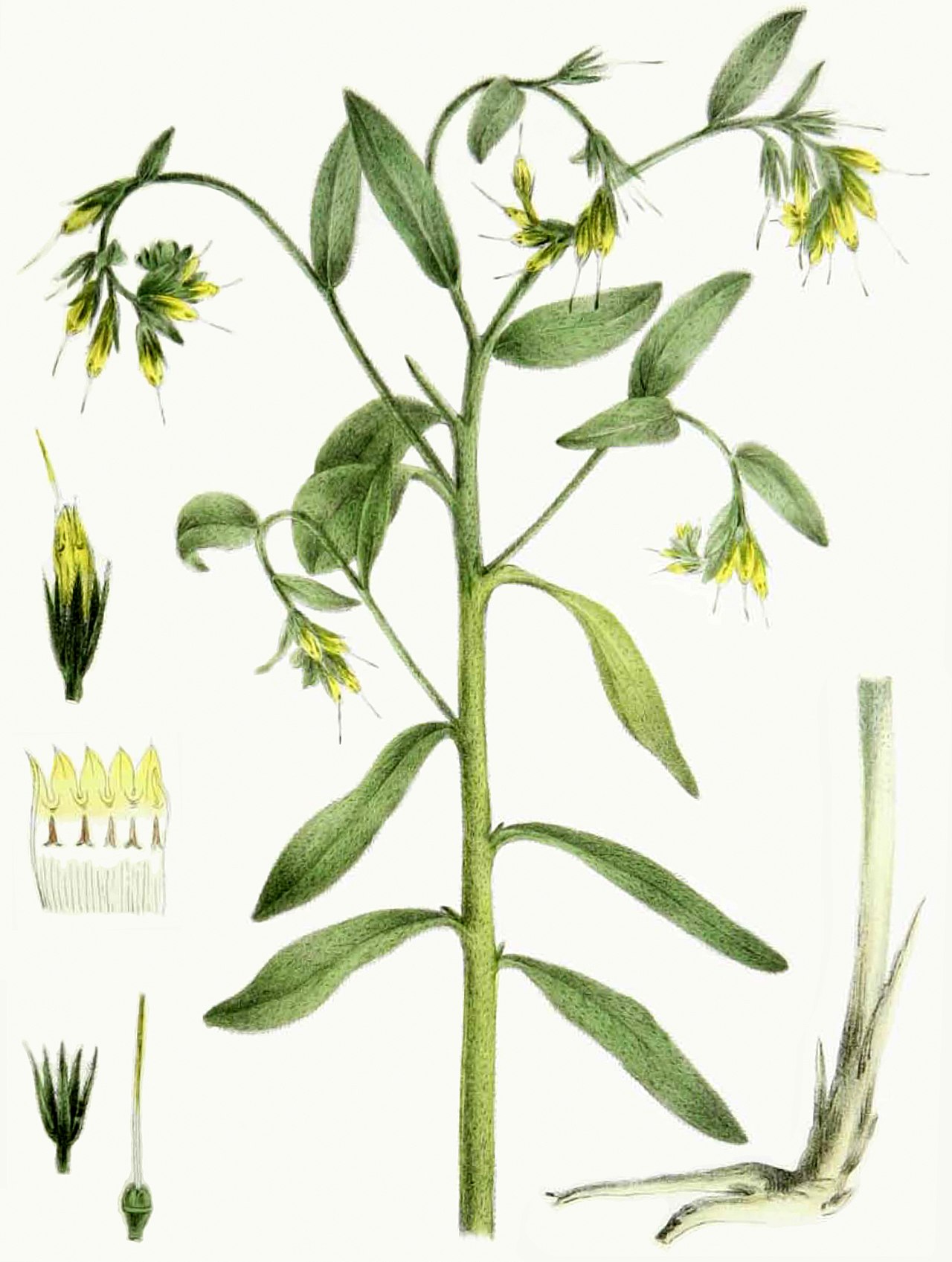 Lithospermum parviflorum