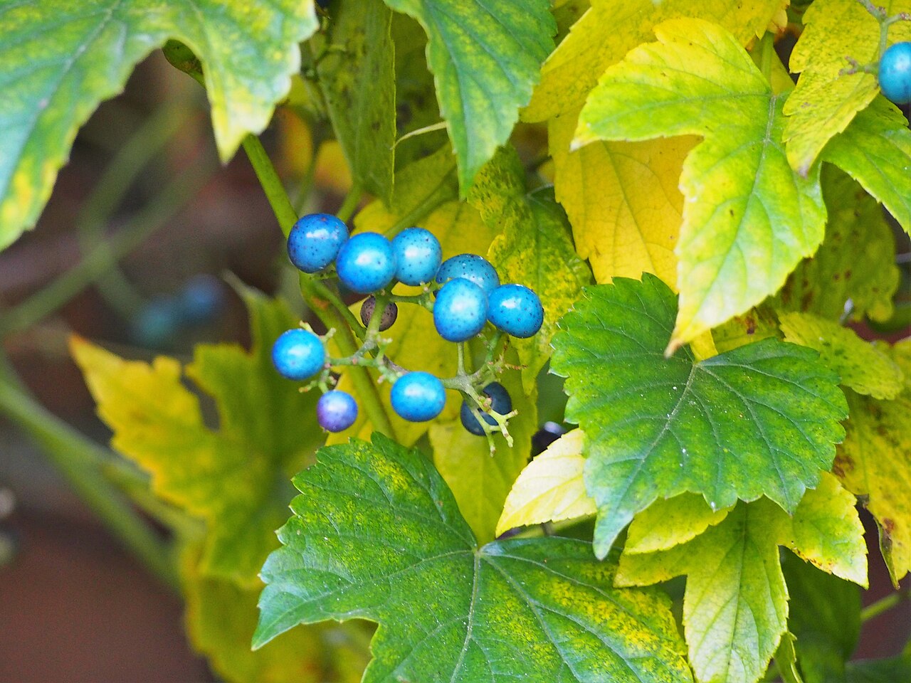 Ampelopsis heterophylla