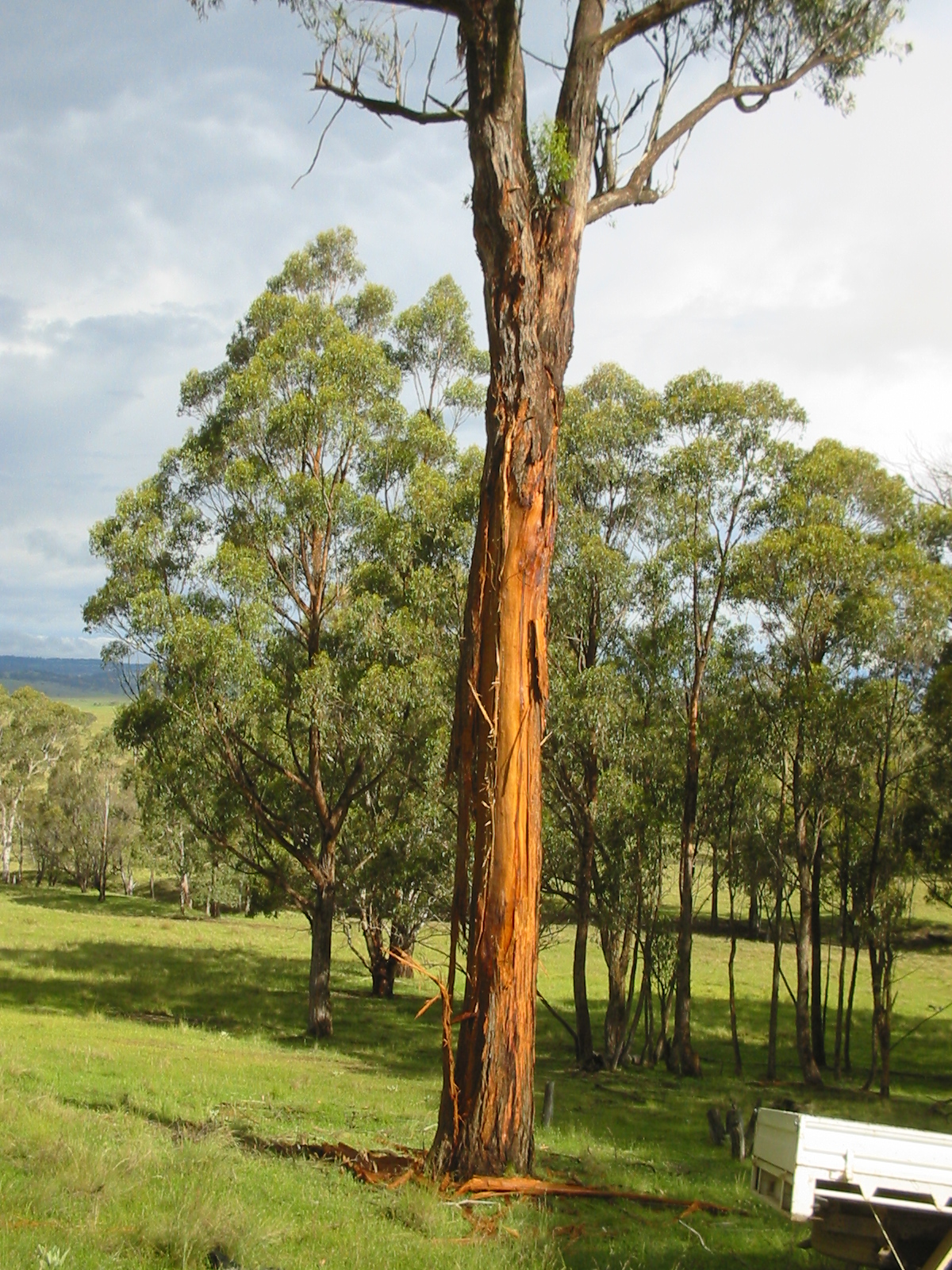 Broad-leaved stringybark or New England