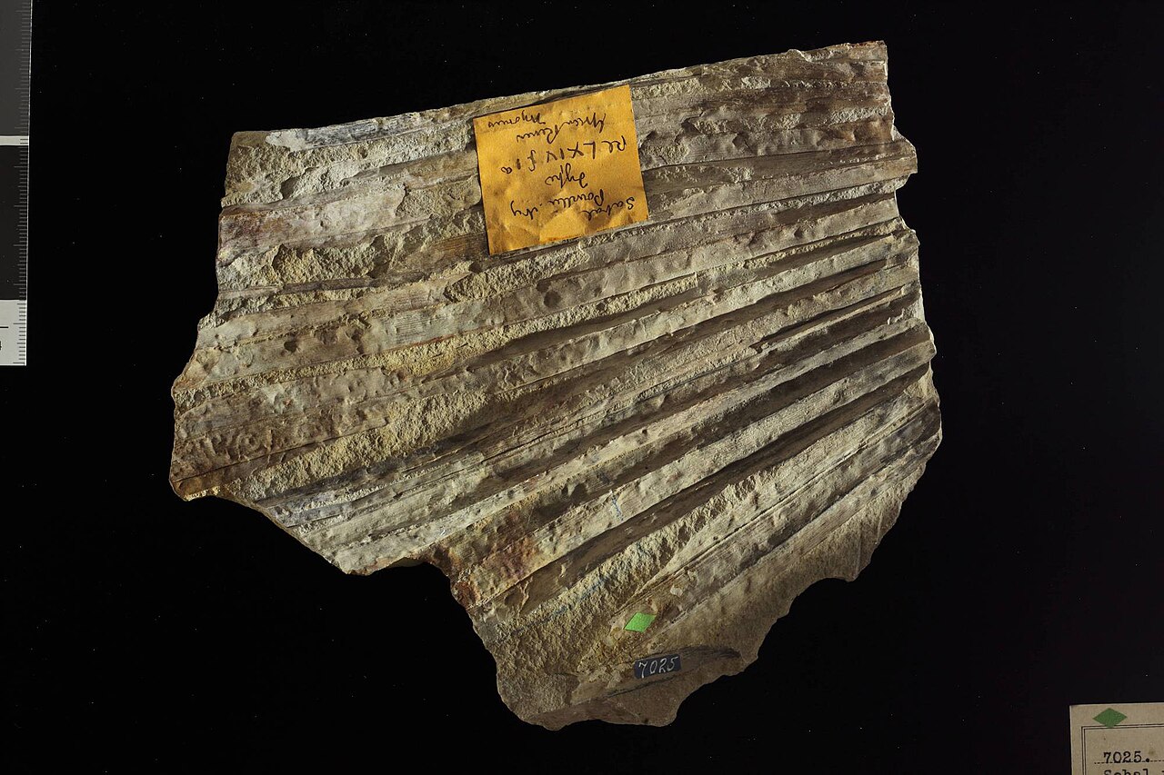 Sabalites powellii