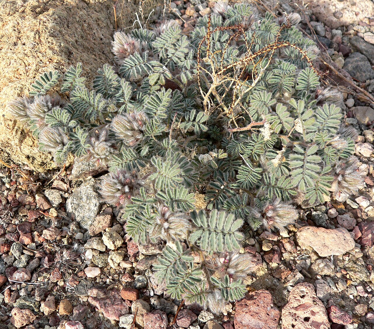 Dalea mollissima