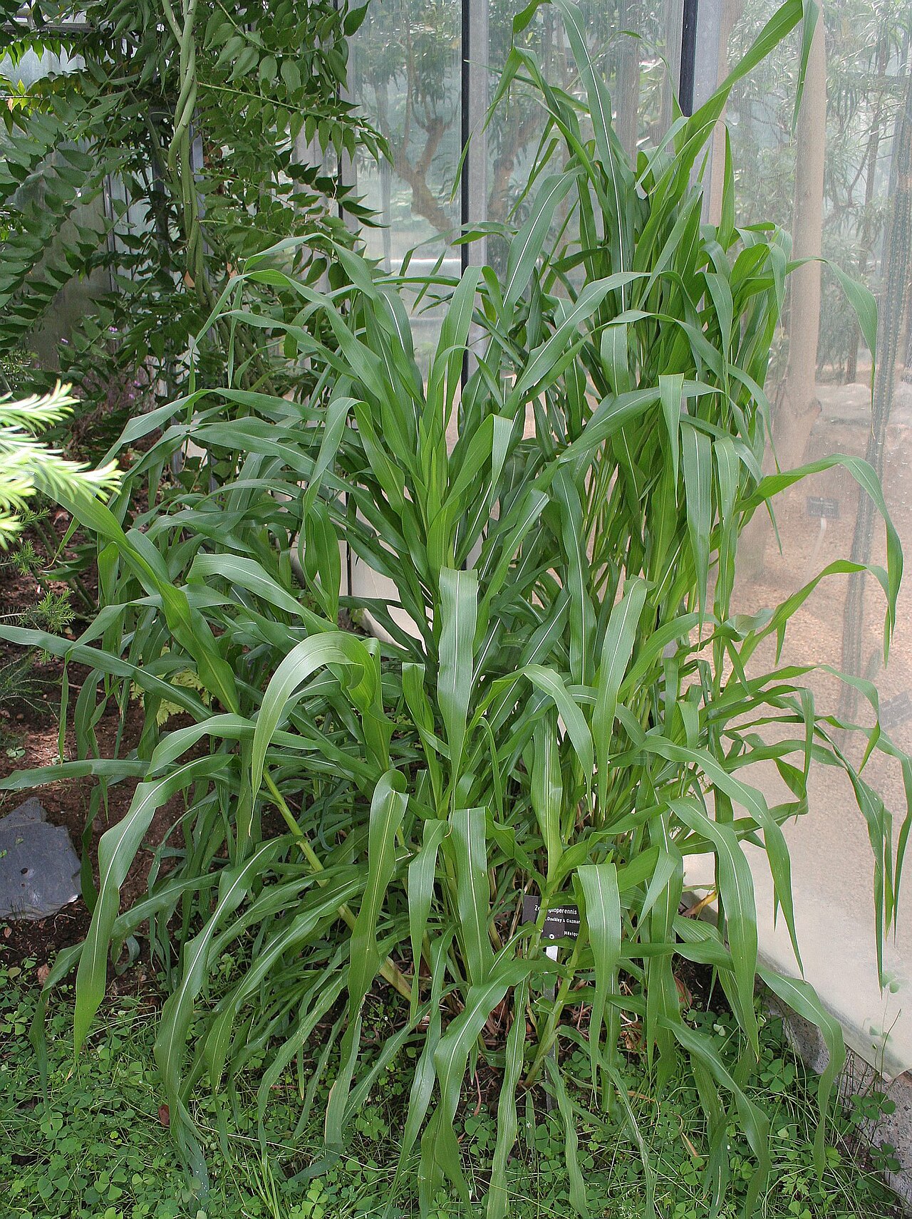 Zea diploperennis