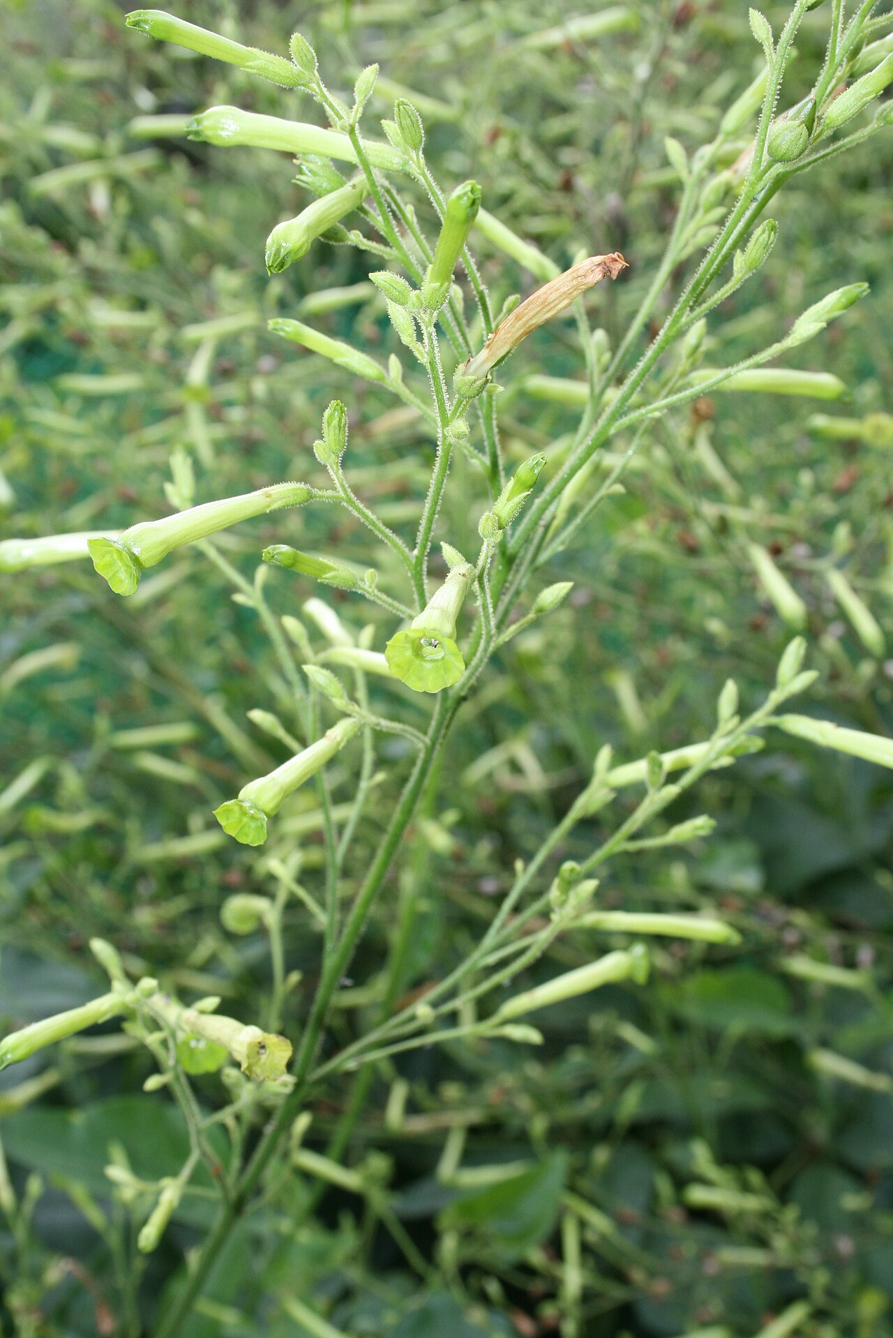 Nicotiana knightiana