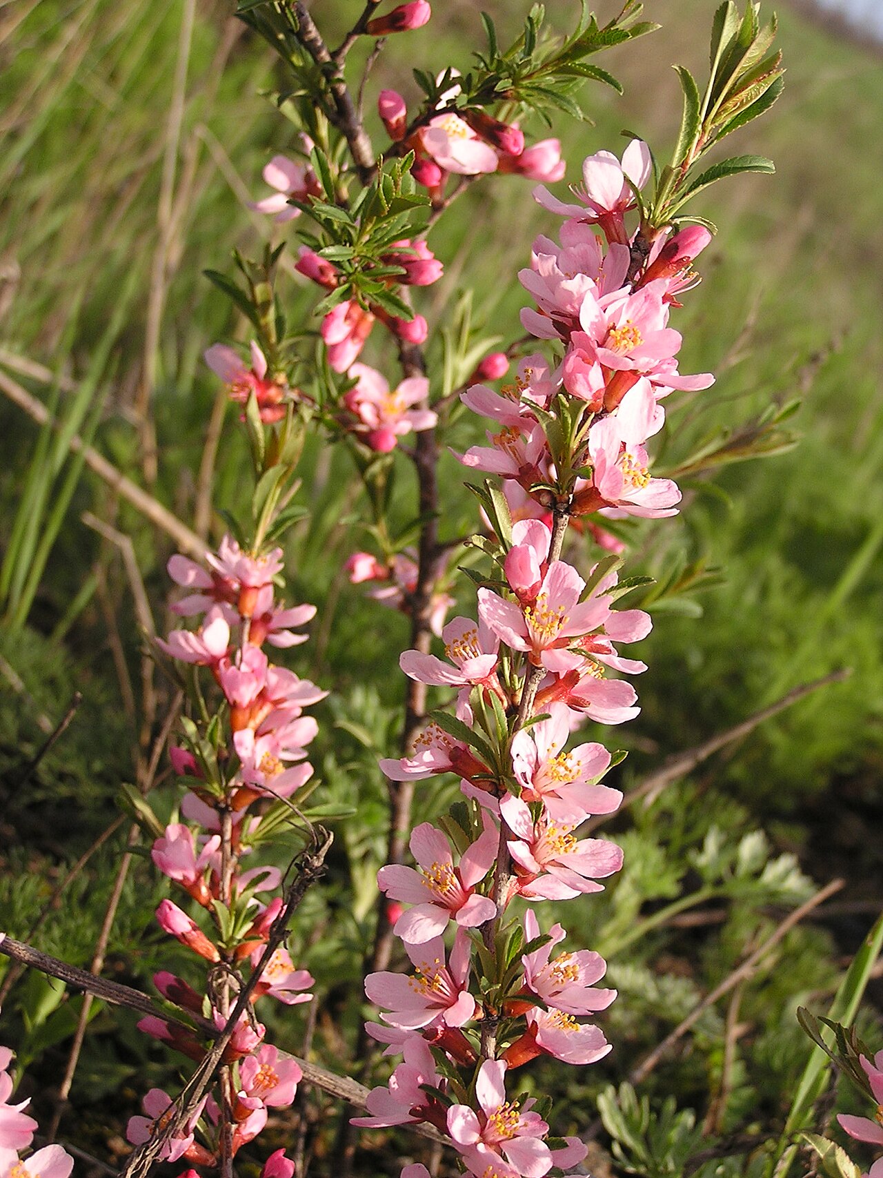 Prunus tenella