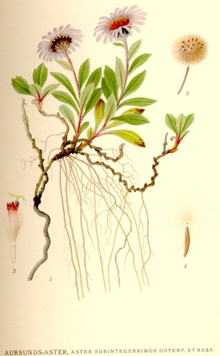 Eurybia sibirica
