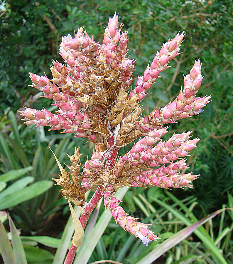 Hohenbergia catingae