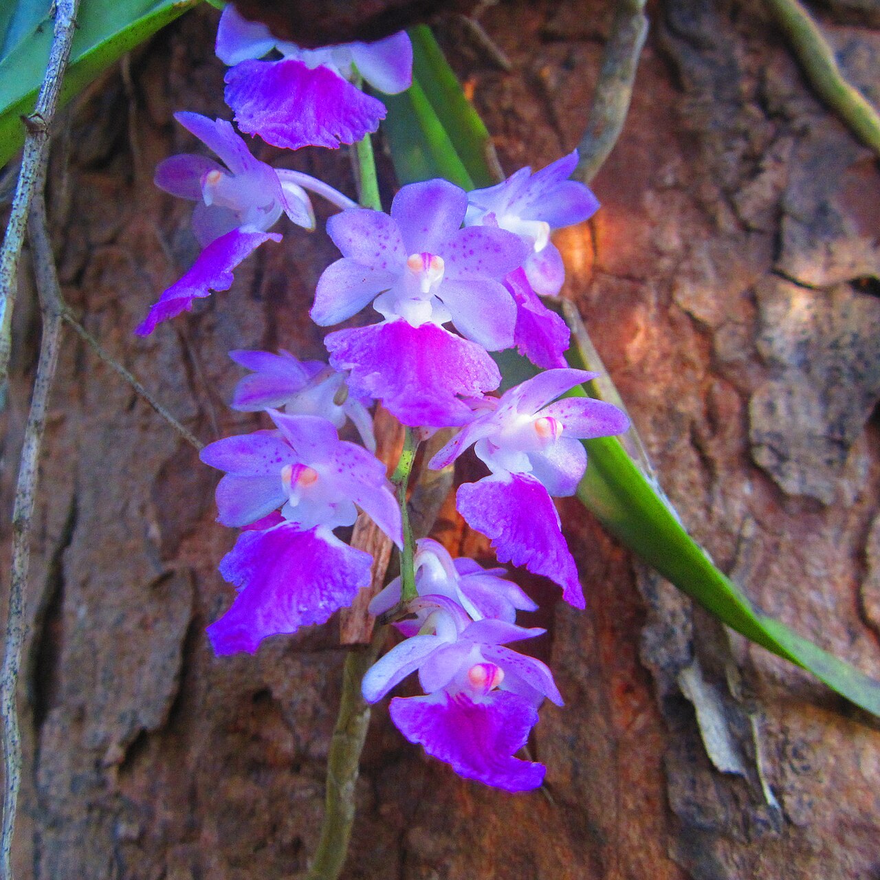 Aerides maculosa
