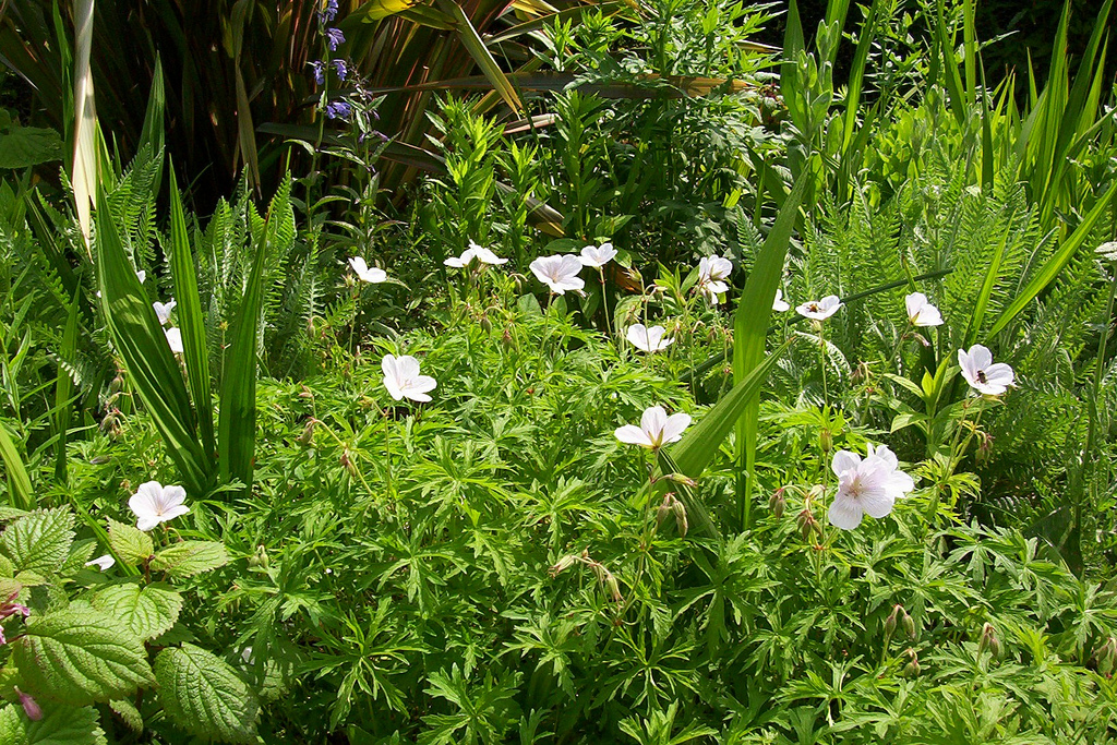 Geranium clarkei
