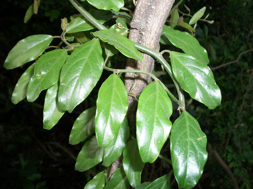 Capparis fascicularis