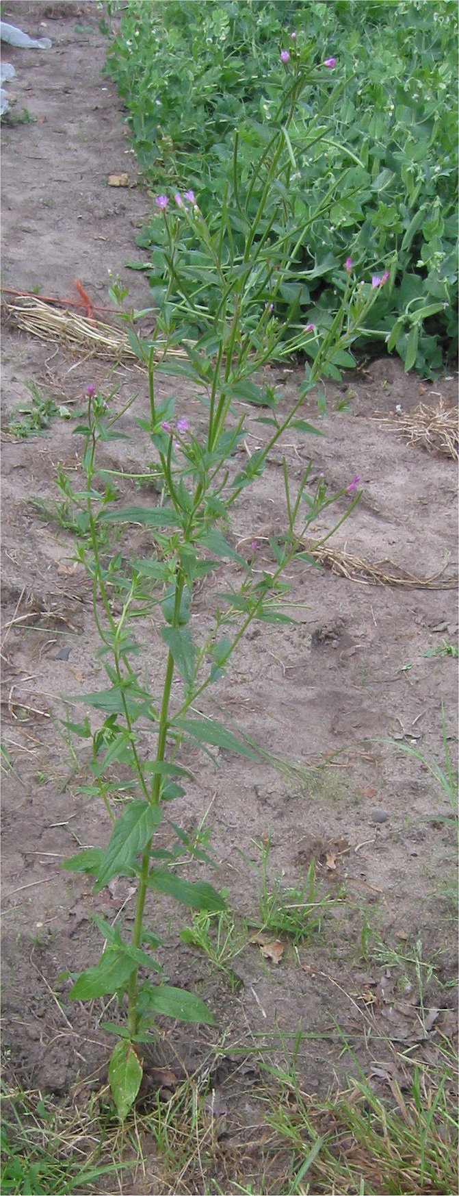 Square stalked willow herb