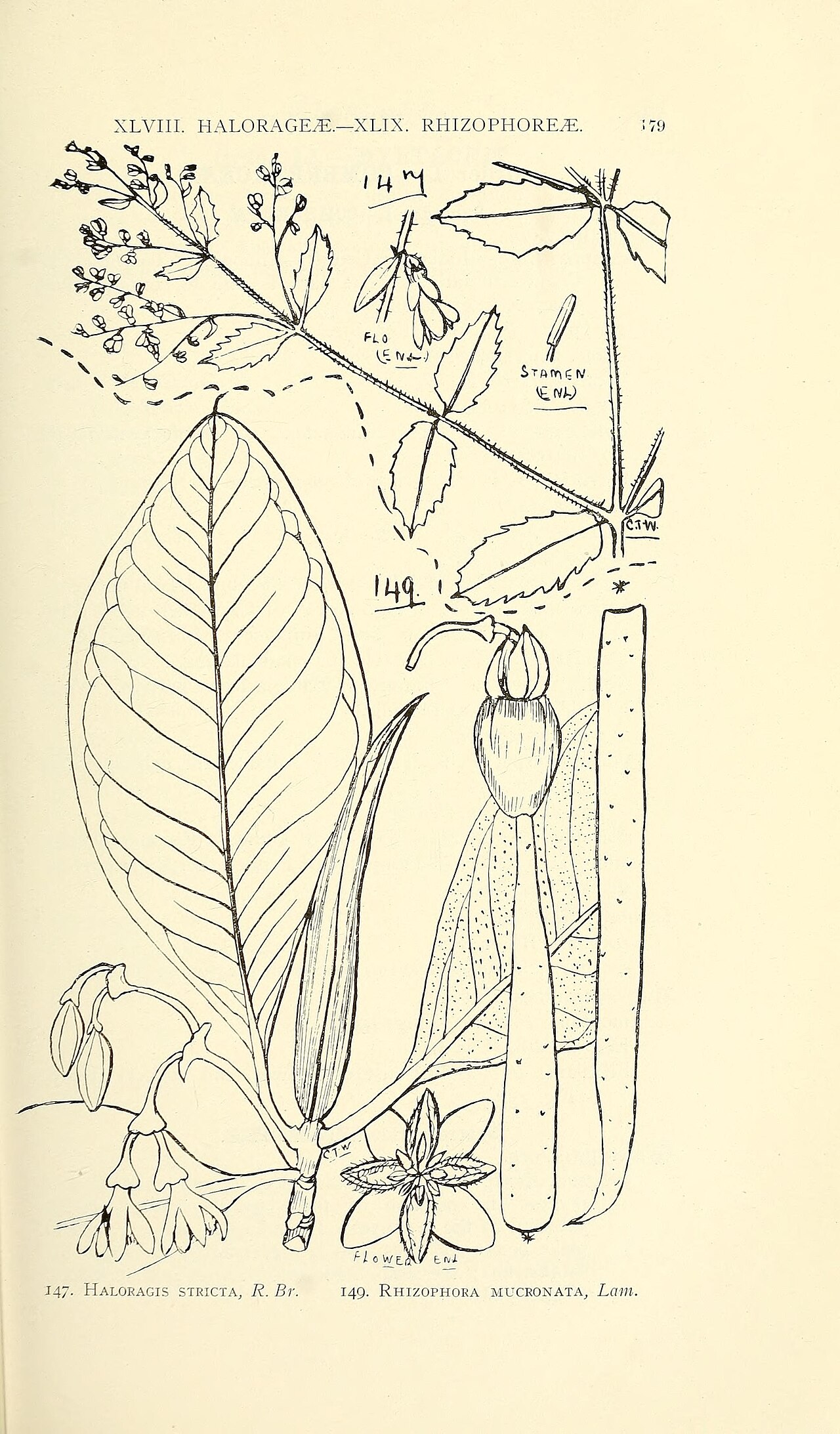 Myriophyllum gracile