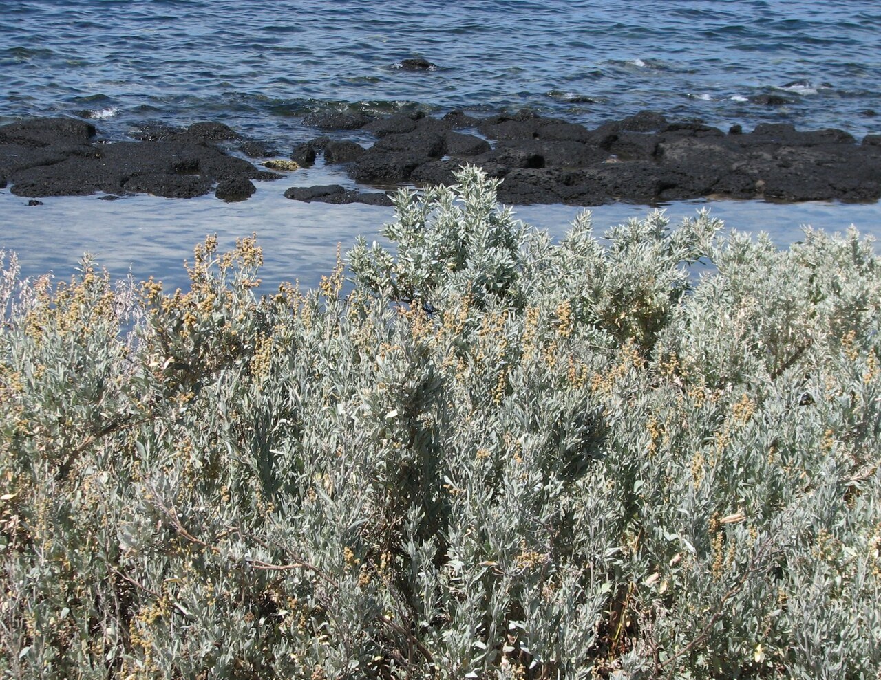Grey saltbush