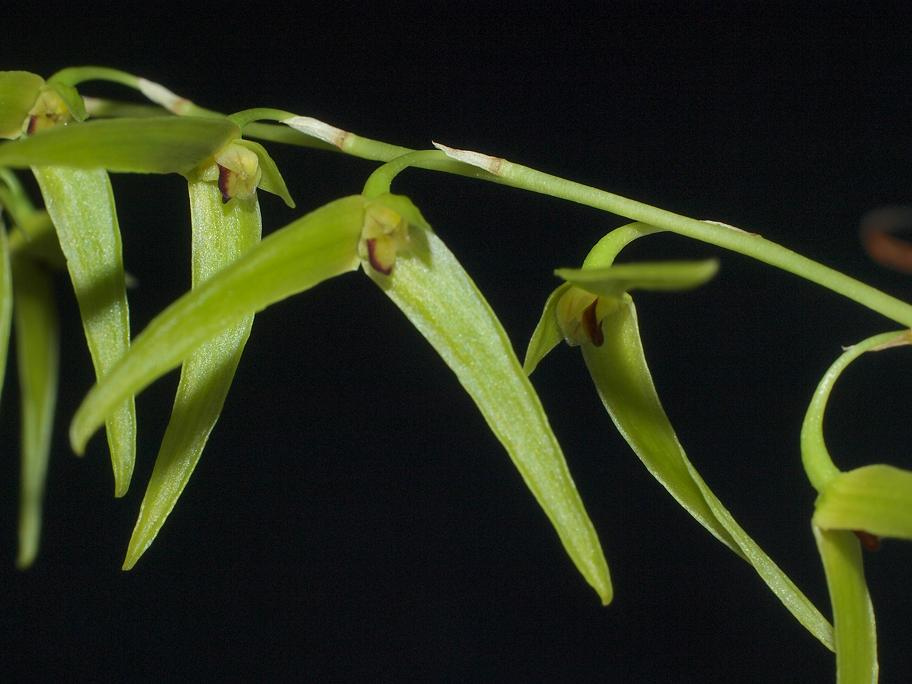 Pineapple orchid