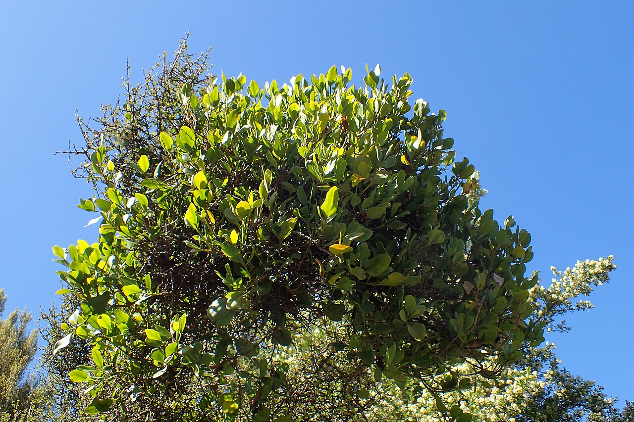 Coprosma arborea
