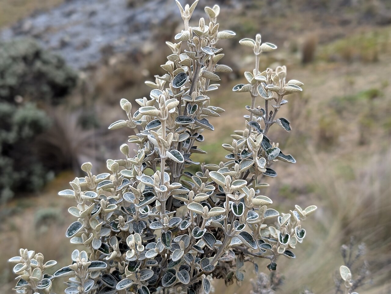 Gynoxys miniphylla