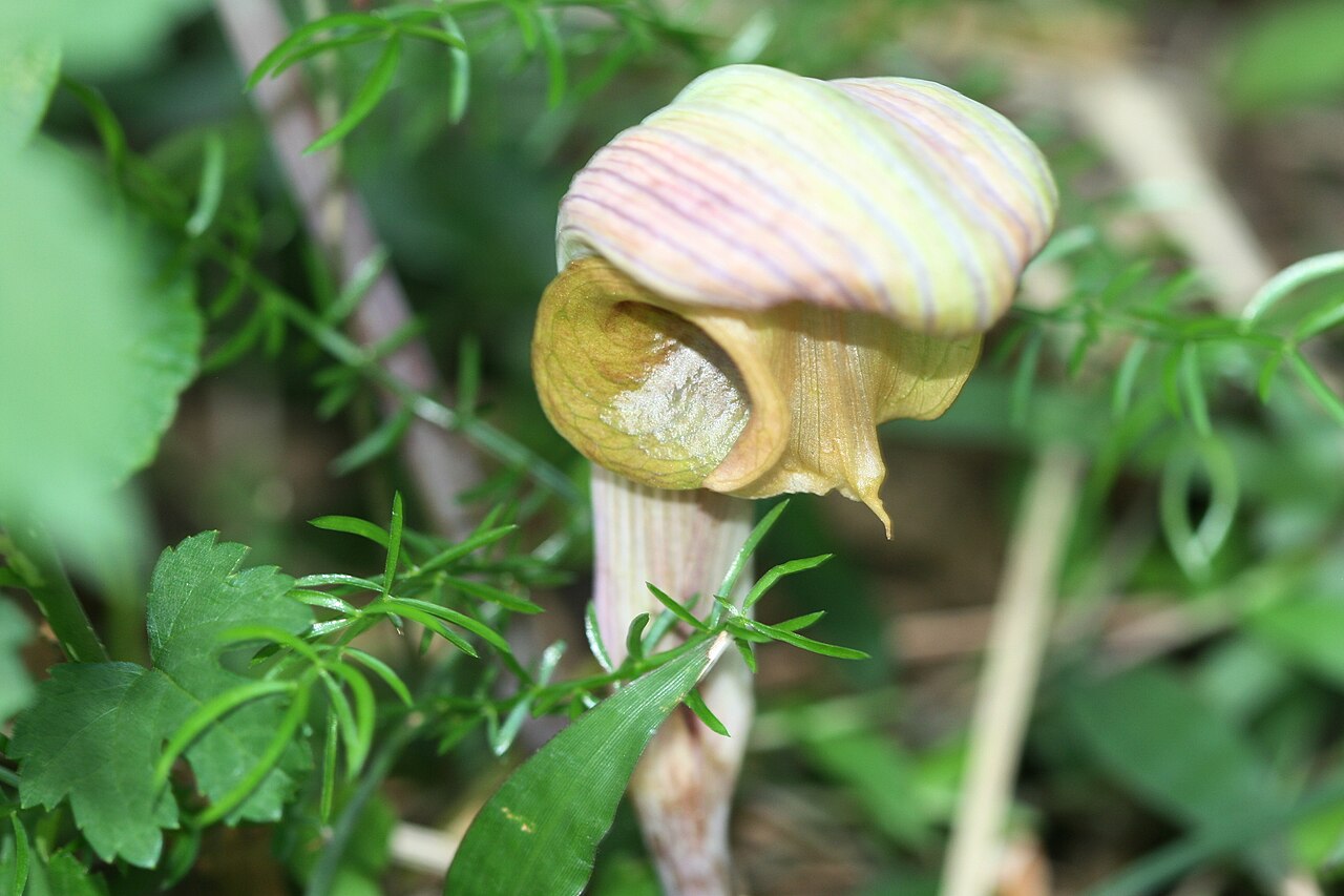Arisaema ringens