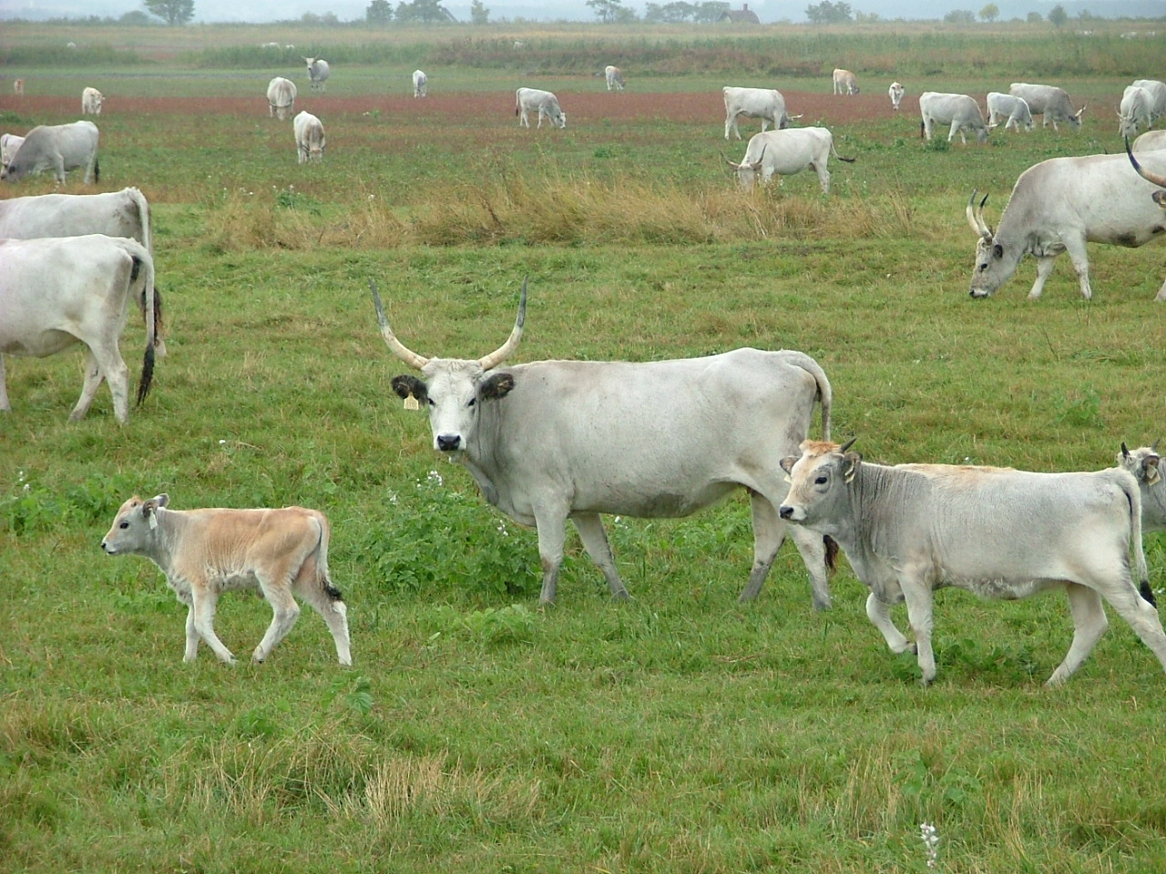 gulya
