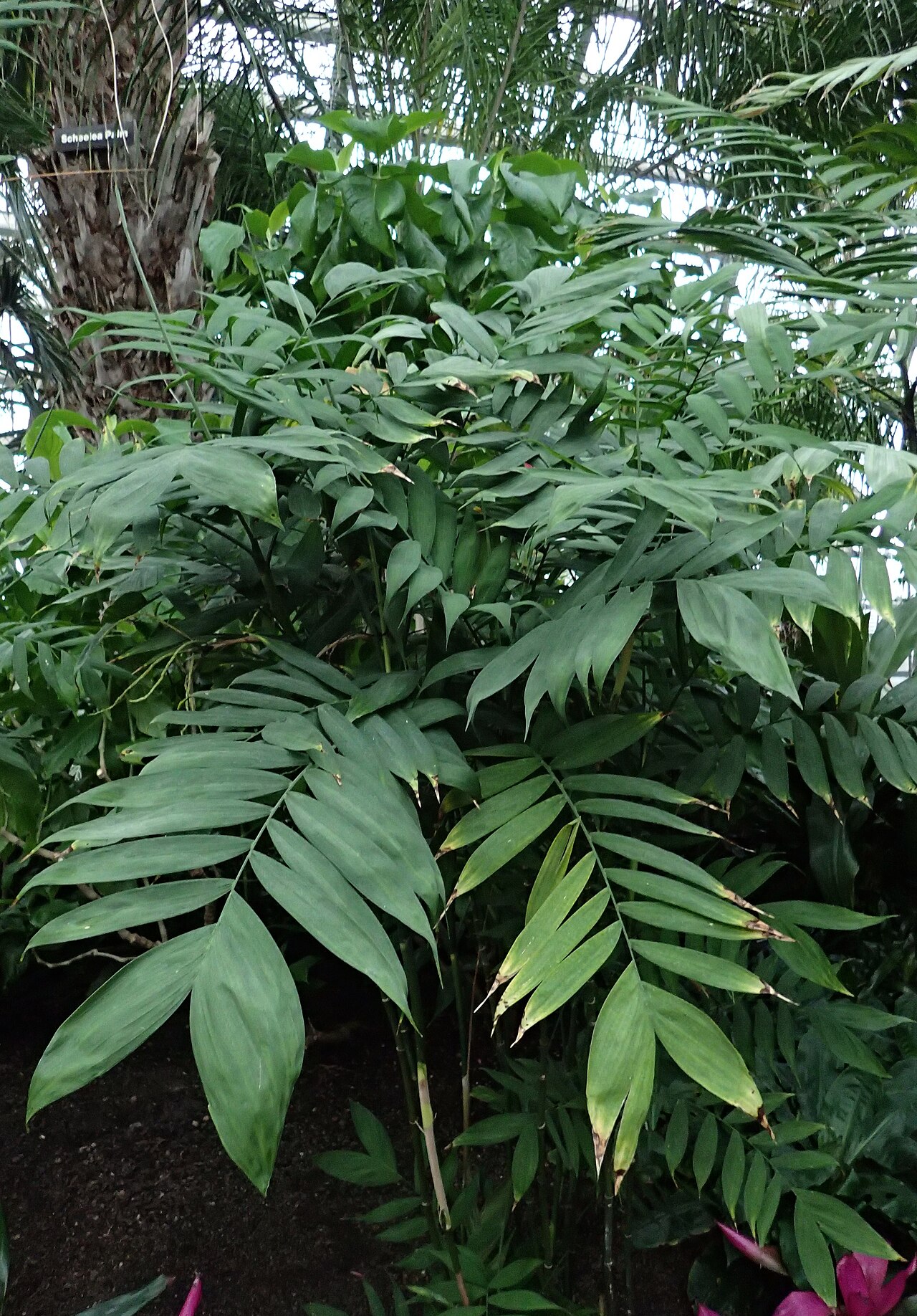 Chamaedorea microspadix