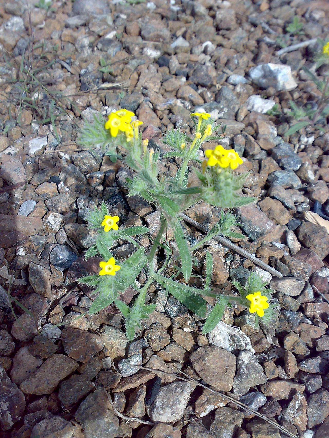 Arnebia hispidissima