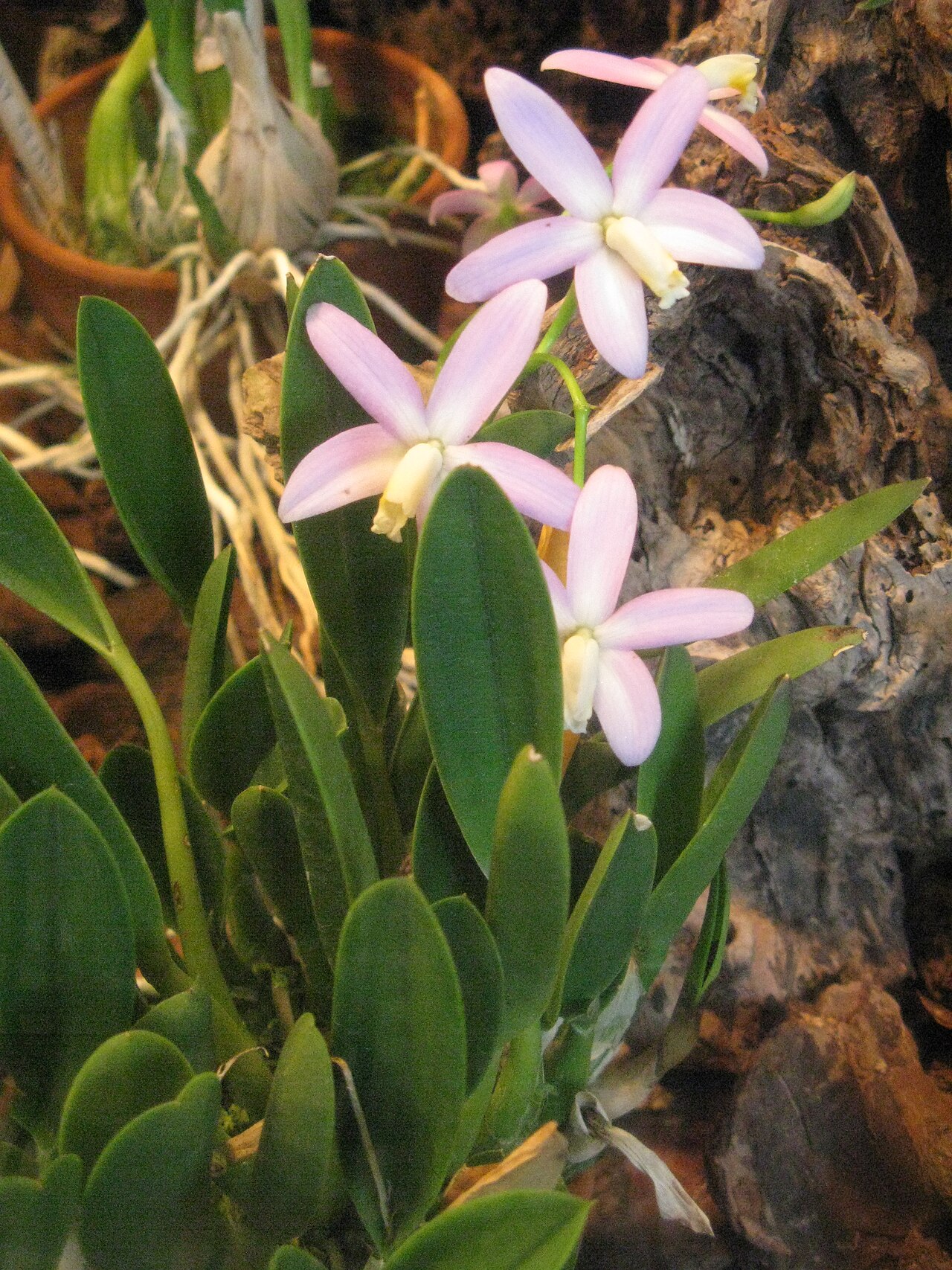 Long-column sophronitis