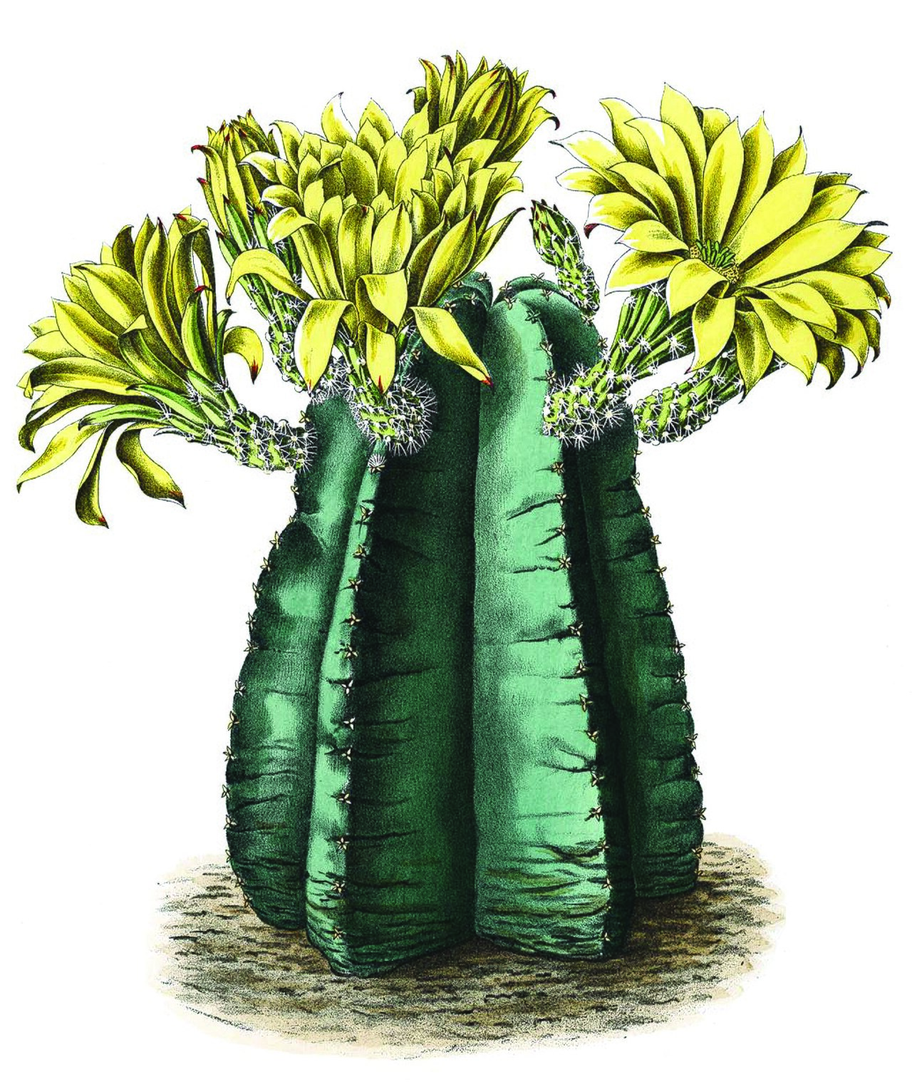 Echinocereus subinermis