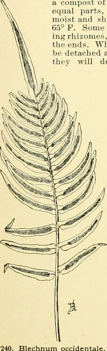 Blechnum occidentale