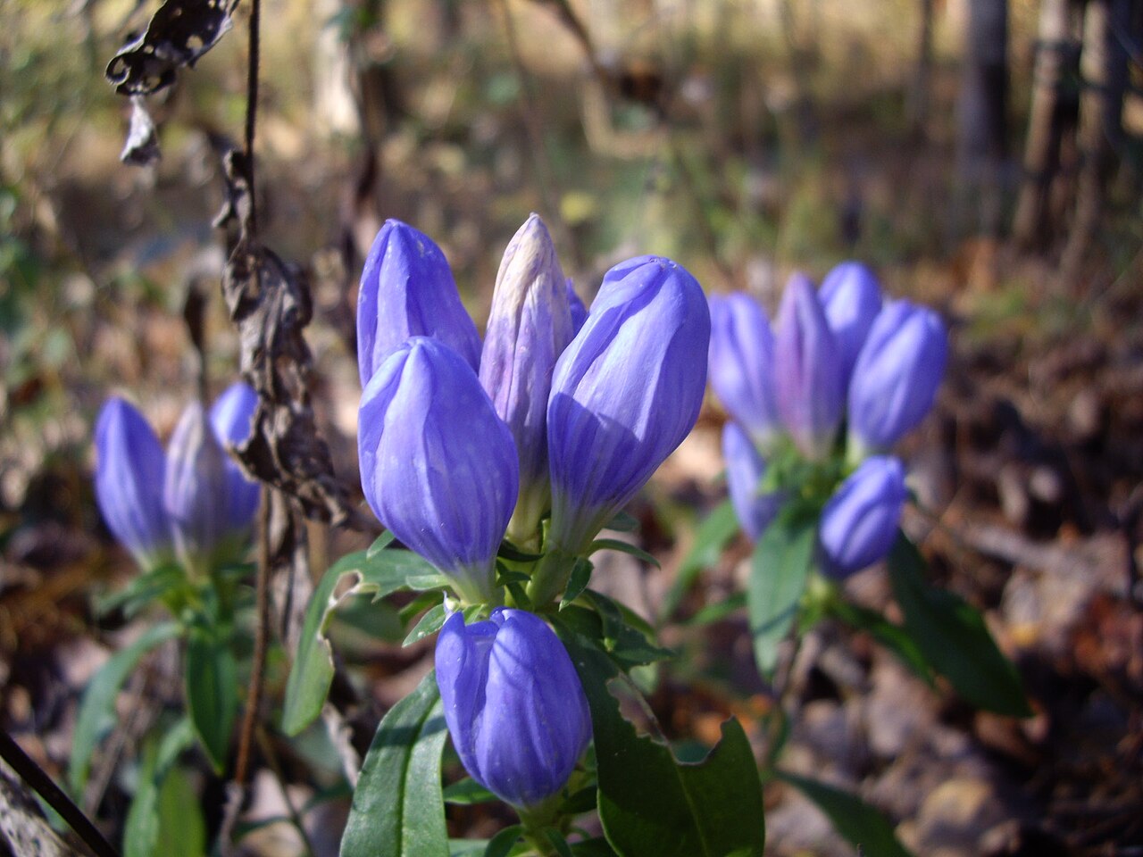 Gentiana saponaria
