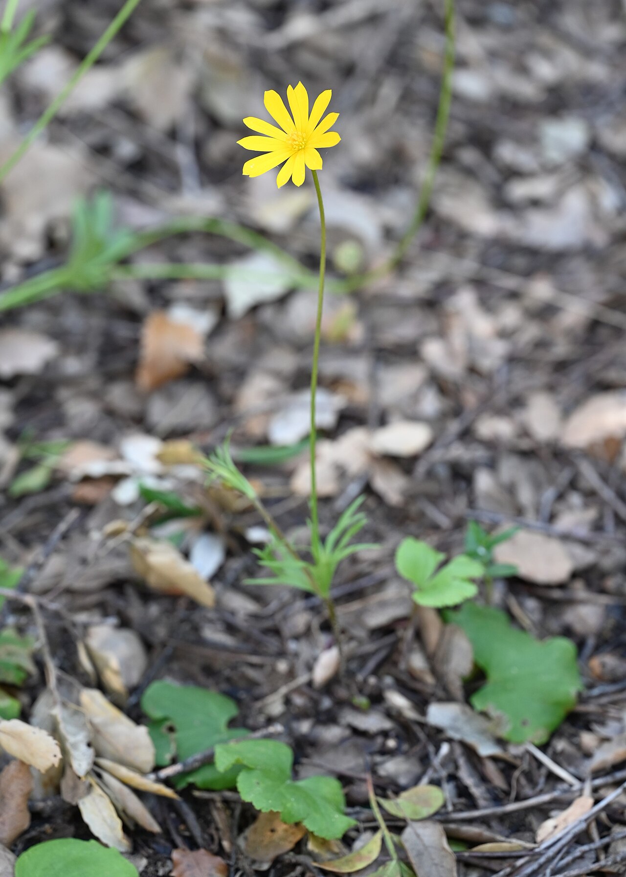Anemone palmata
