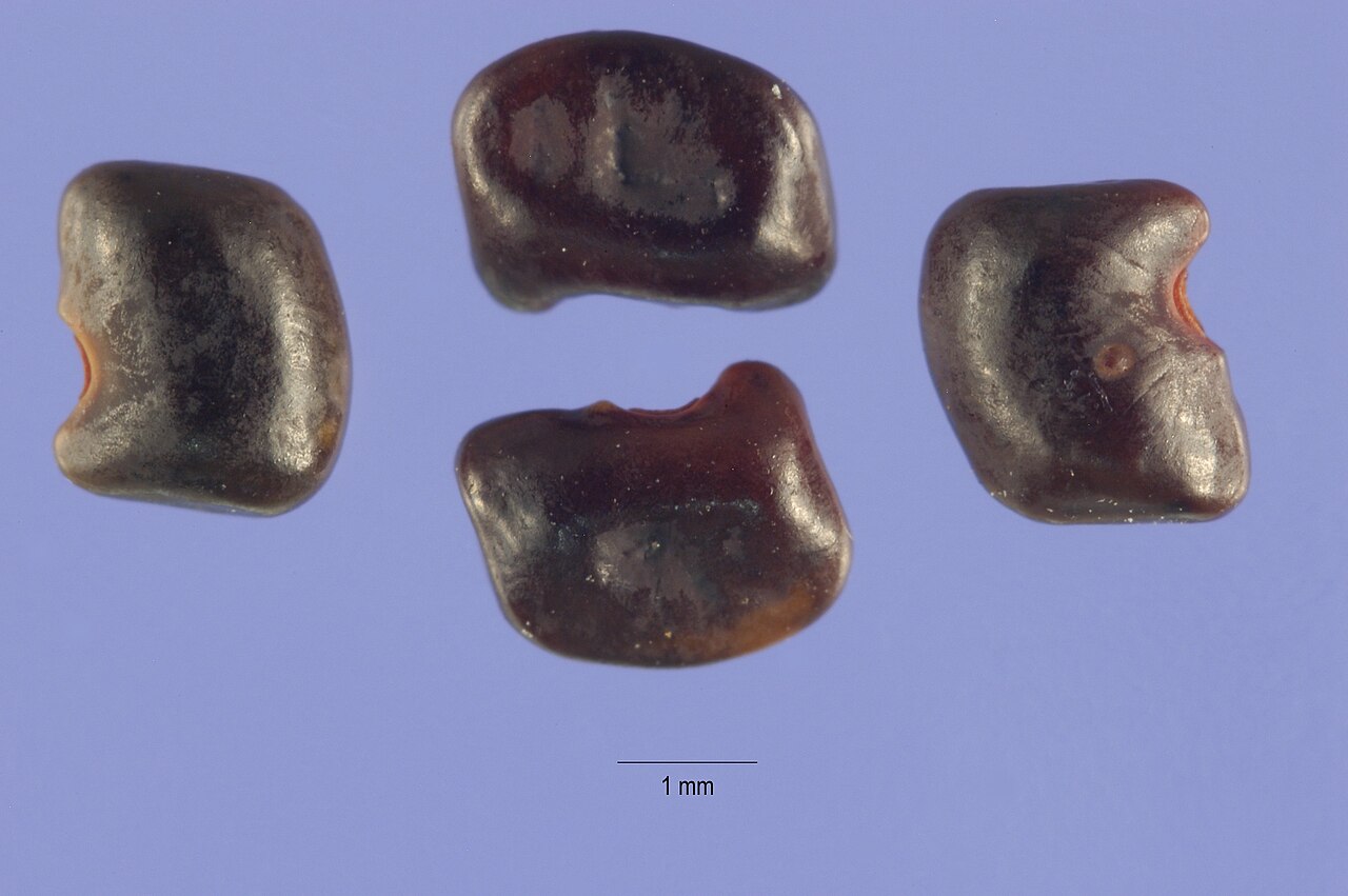 Aeschynomene rudis