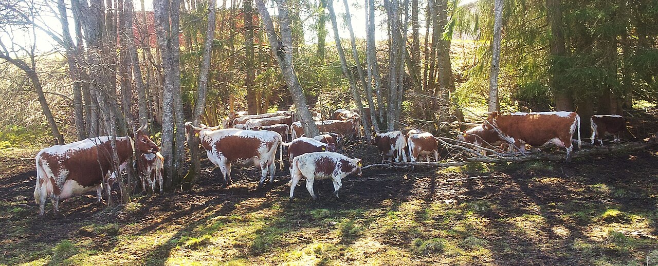 Telemark cattle