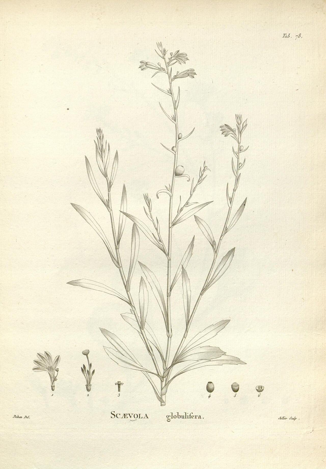 Scaevola globulifera